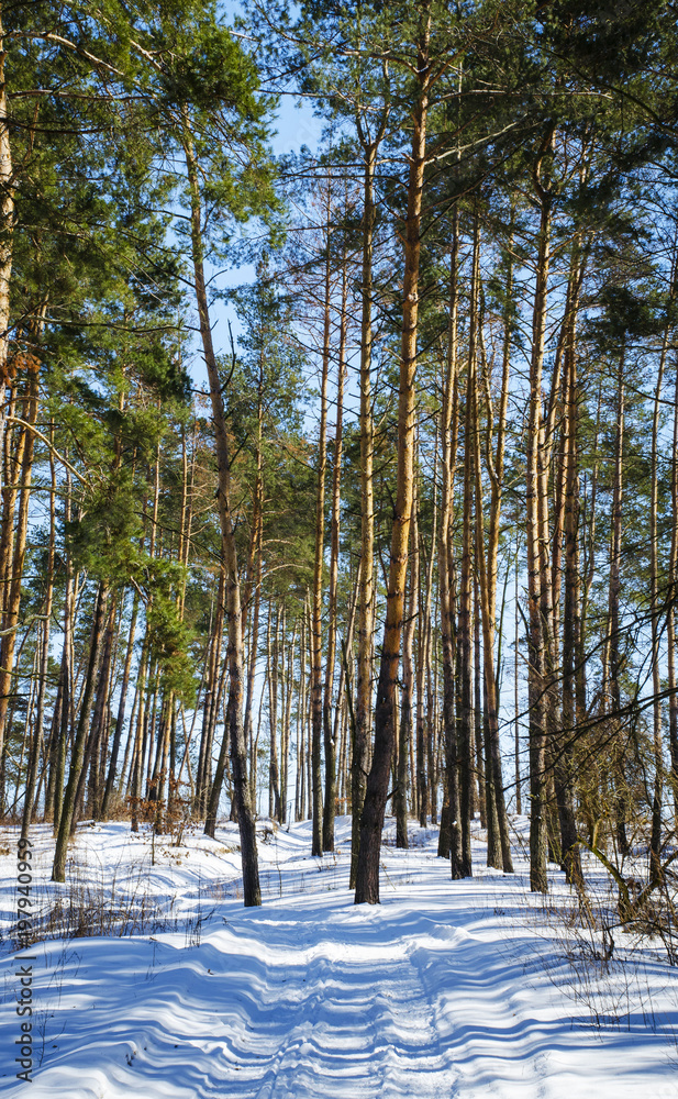 Naklejka premium beautiful winter landscape