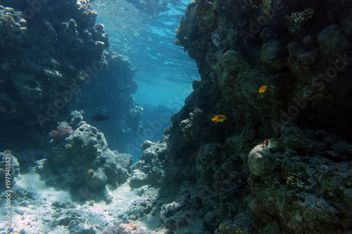 Coral and fish in the Red Sea.Egypt © 977_rex_977