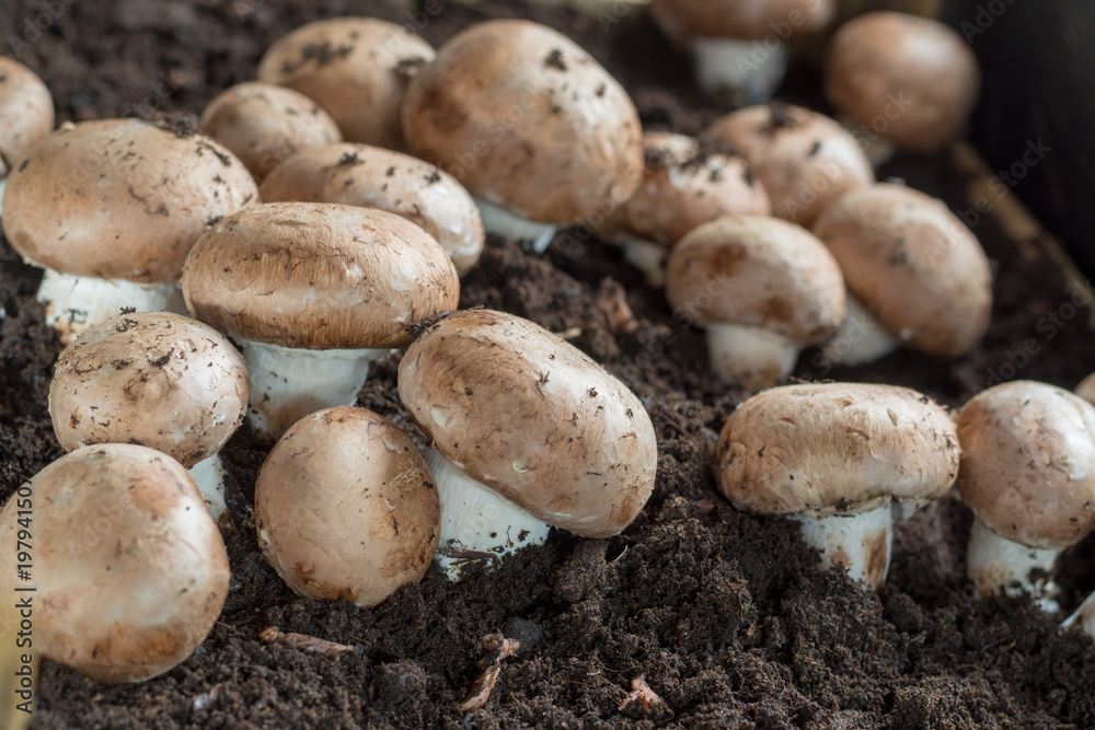 Cultivation of brown champignons mushrooms, grow in underground nature caves in France, ready for harvest Cultivation of brown champignons mushrooms, grow in underground nature caves in France, ready for harvest