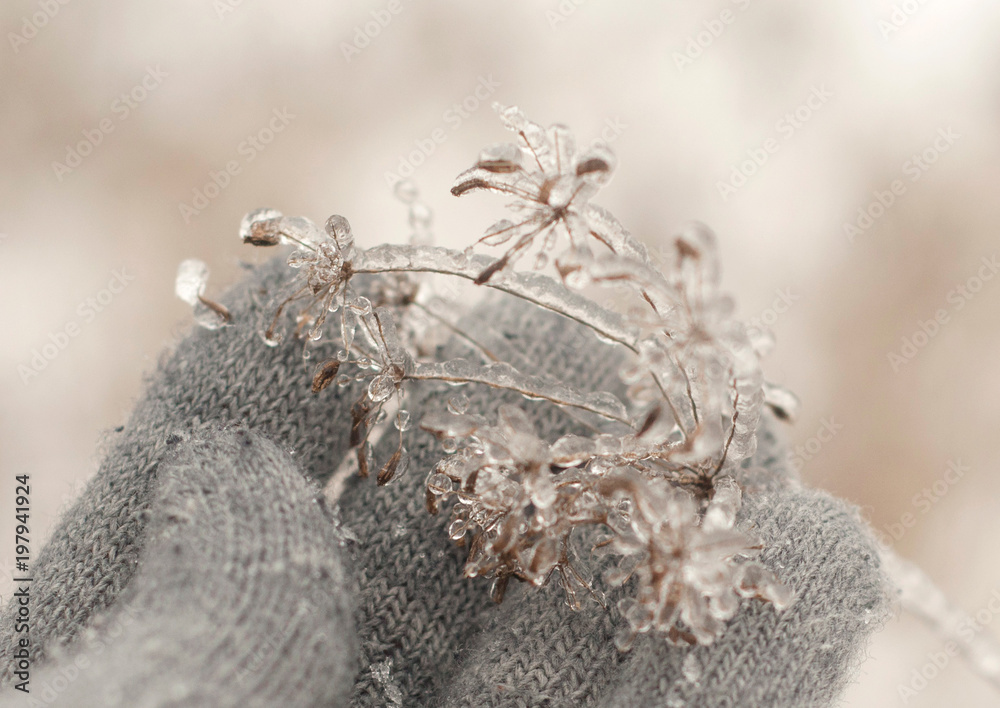 Girl in gloves hand holding a dry plant covered with ice in spring. Close-up view Girl in gloves hand holding a dry plant covered with ice in spring. Close-up view