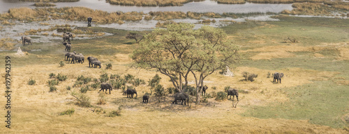 Photography Herd of elephants in the Okavango Delta (aerial view)