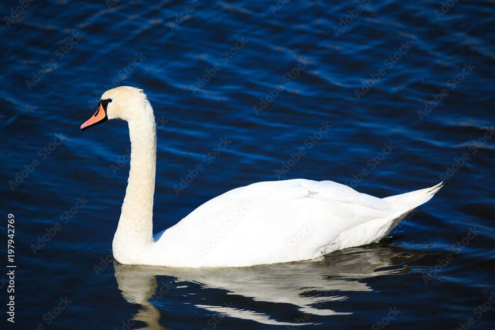 White swan in  foggy lake.   Romantic background. Beautiful swan.  Romance of white swan with clear beautiful landscape.