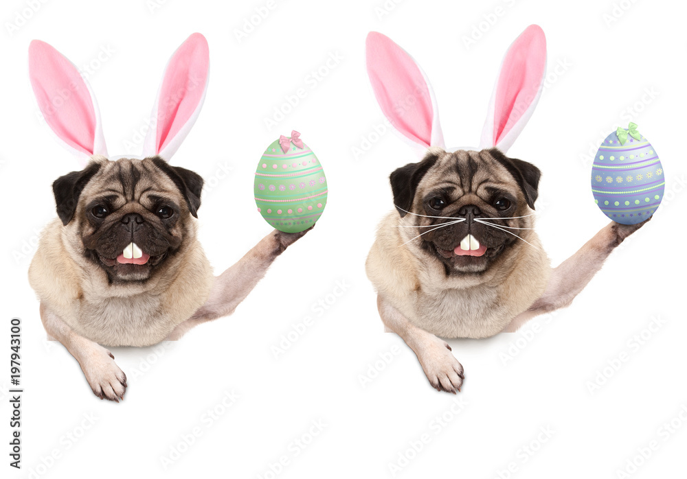 cute pug puppy dog with bunny ears diadem, holding up easter egg hanging with paws on blank banner, isolated on white background
