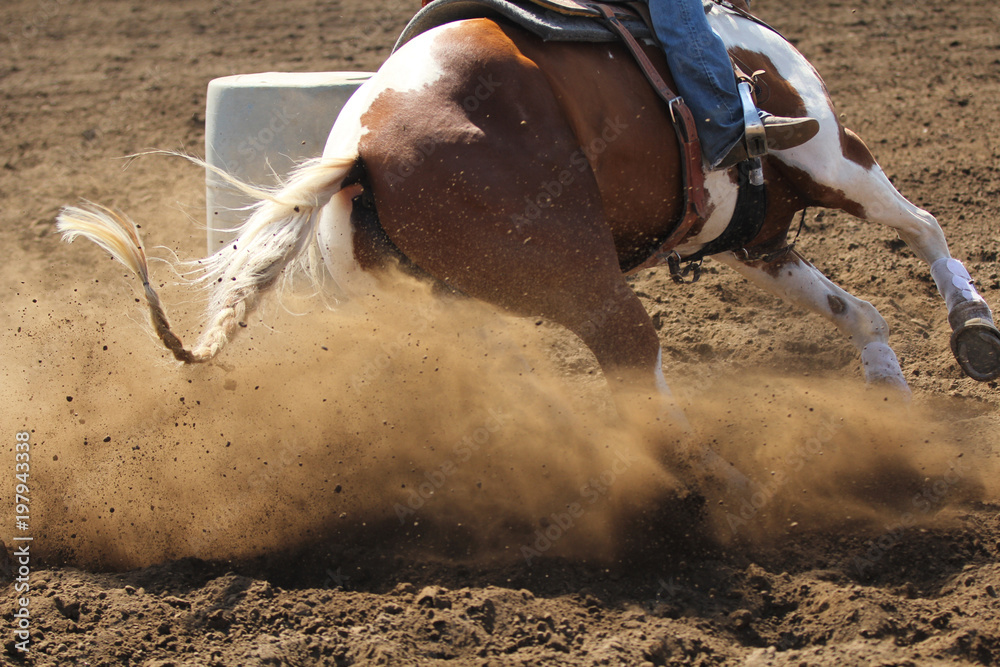 Fototapeta premium Koń wyścigowy ślizga się po beczce, wzbijając brud i kurz.