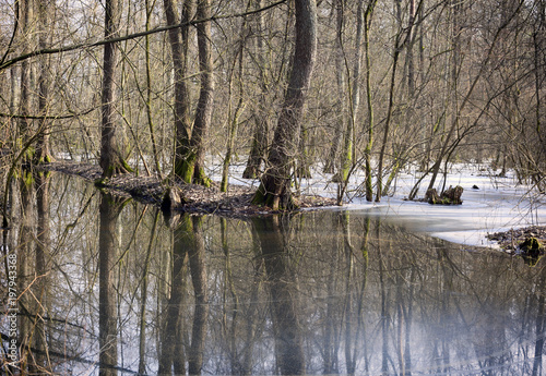 Wallpaper Mural Zimowe jezioro w lesie Torontodigital.ca