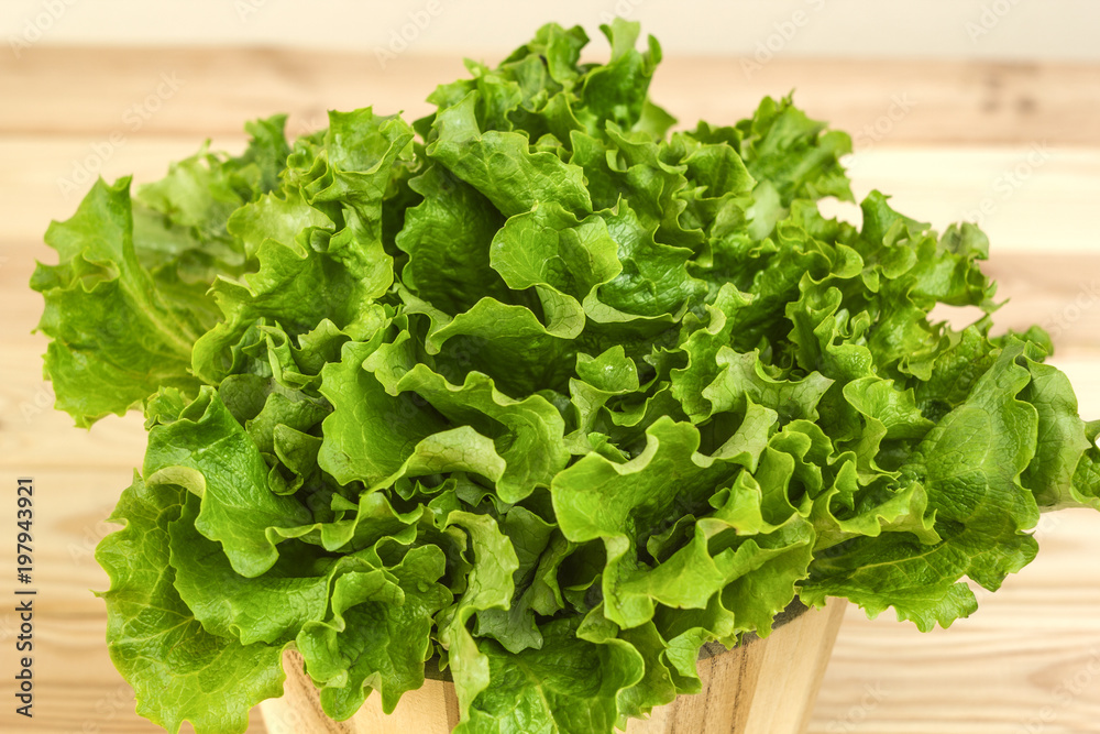 Lettuce leaves in a wooden bucket. Lettuce leaves in a wooden bucket.