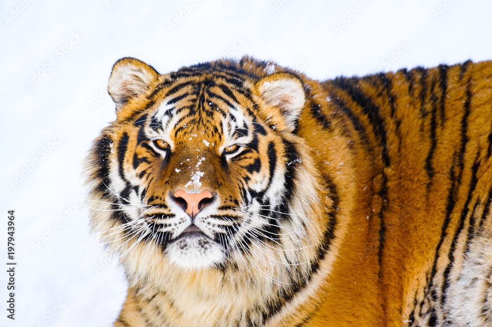Fototapeta premium siberian tiger on snow