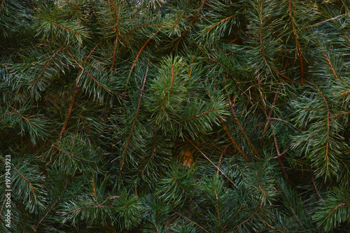 Pine tree needles background