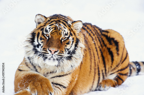 siberian tiger on snow