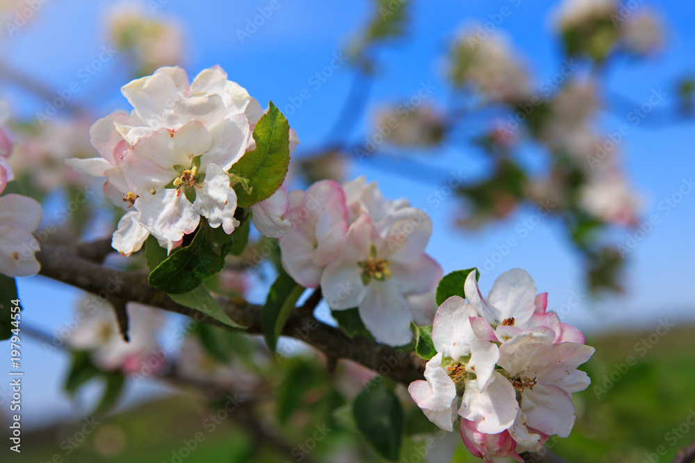 Apple tree branch isolated on blue sky background.