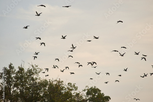 Birds flock in the evening sky. Pigeons flying above trees background.