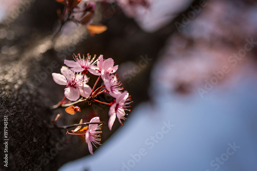 Piccoli fiori rosa di pruno sul ramo photo