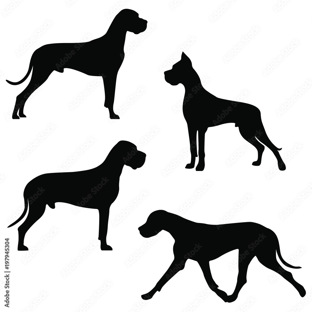 Set of icons of great dane. Vector image of dog silhouettes in different poses on white background for your design.