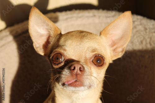 small chihuahua