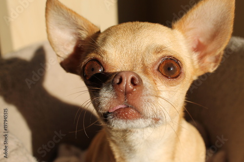 small chihuahua