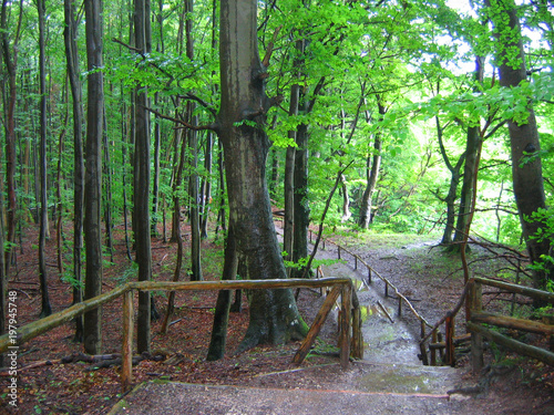kreidefelsen rügen