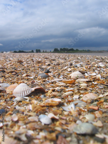 muschel strand