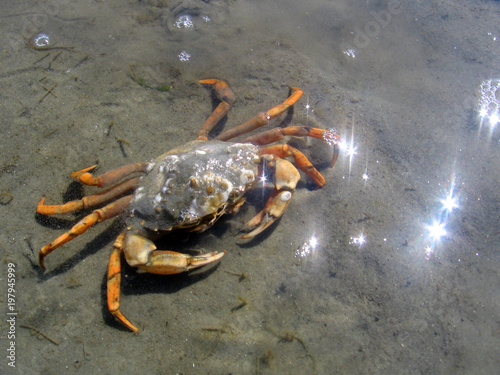 crab in water