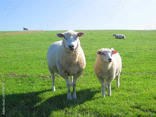 animal fields sheeps