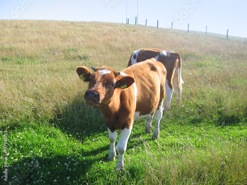 animal fields cows