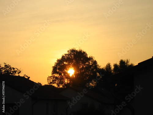 sunset trough trees