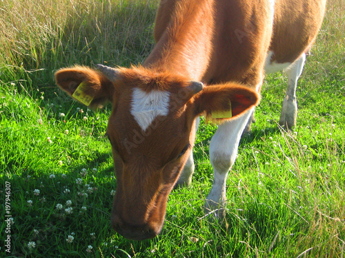heart cow