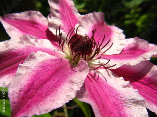 pink clematis flower