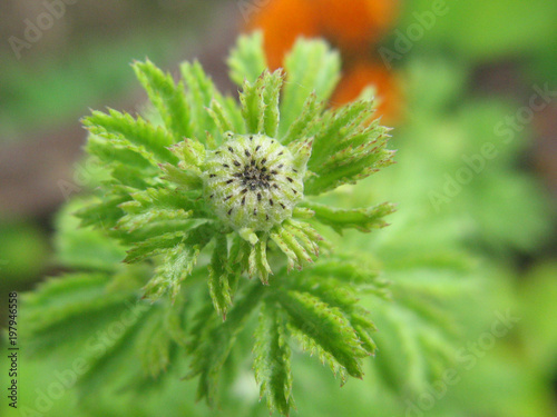 closed flower