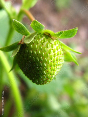 green unripe strawberry