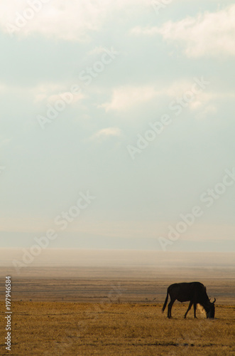 Wildebeest grazing in the Serengeti © Liz W Grogan