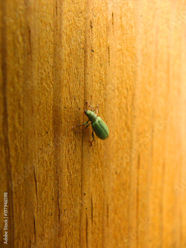 green bug