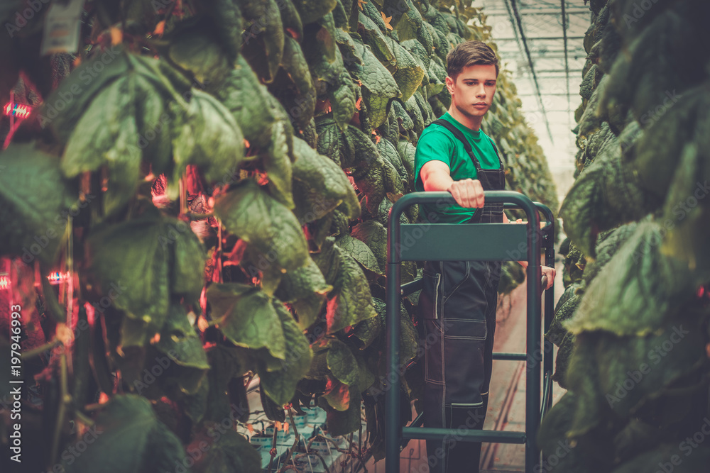 Man working in a greenhouse .