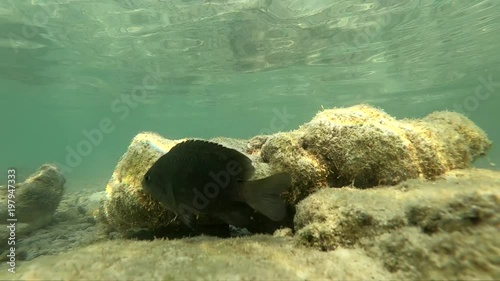 Slowmotion Underwater fish asia thailand animal, aquatic, blue, fish, ocean, reef, sea, tropical, water photo