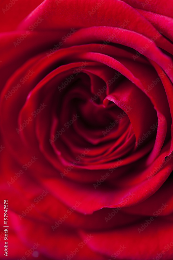 Nahaufnahme einer schönen roten Rose Nahaufnahme einer schönen roten Rose