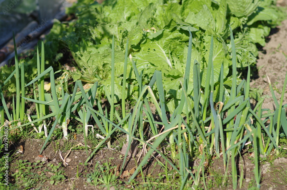Obraz premium 畑のネギ