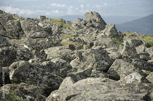Foto Wild partridge in the rocks on the top of the Ural mountains / Nature  mimicry