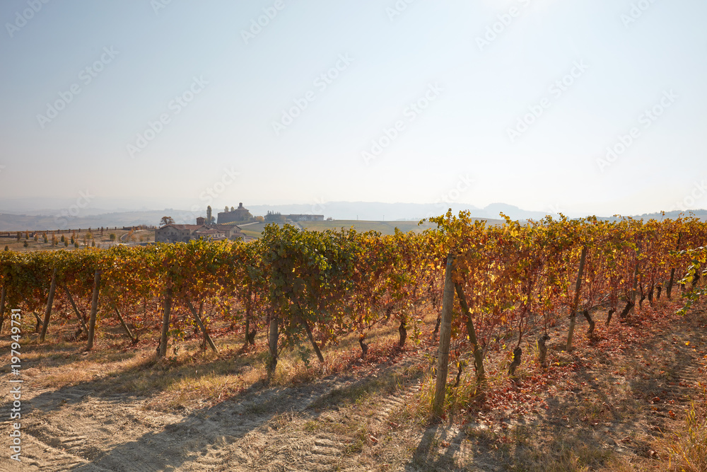 Obraz premium Vineyard in autumn with brown and yellow leaves in a sunny day, backlight