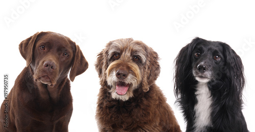 Fototapeta Naklejka Na Ścianę i Meble -  Lovely Pets