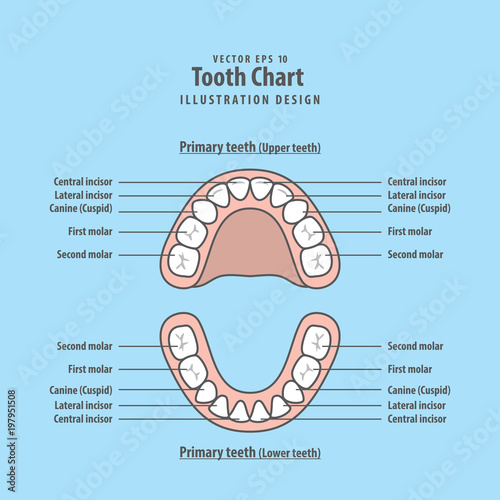 Tooth Chart Primary teeth illustration vector on blue background. Dental concept.