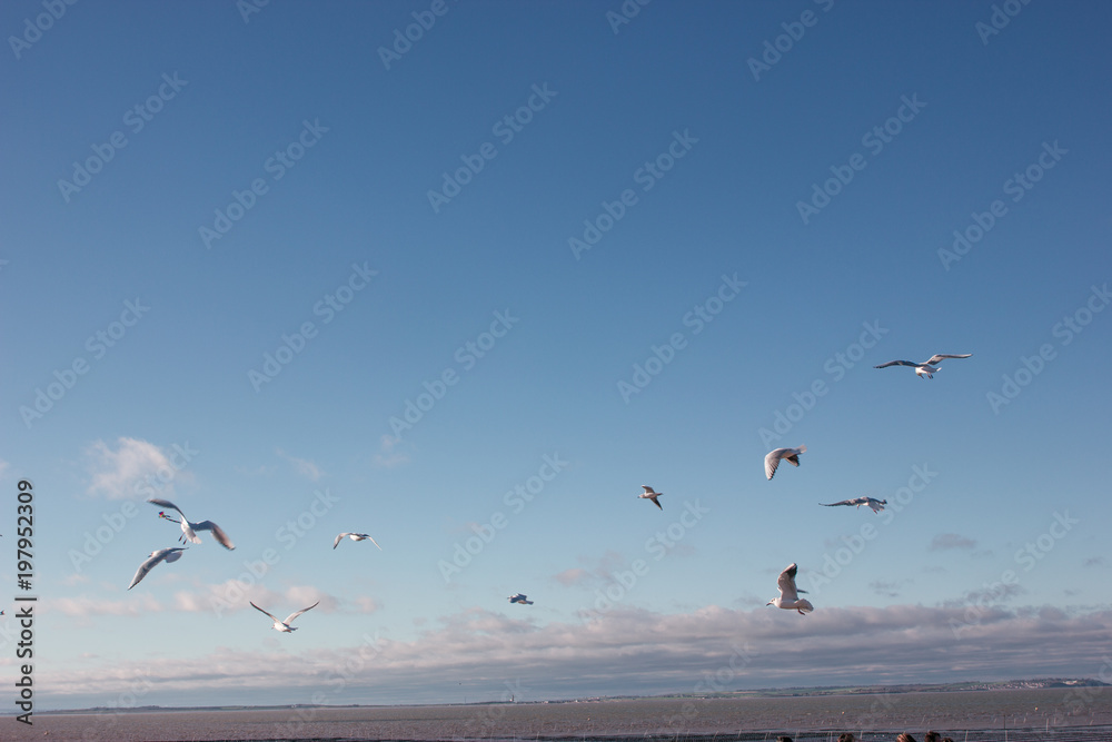 Seagull Flock Flying In Sky