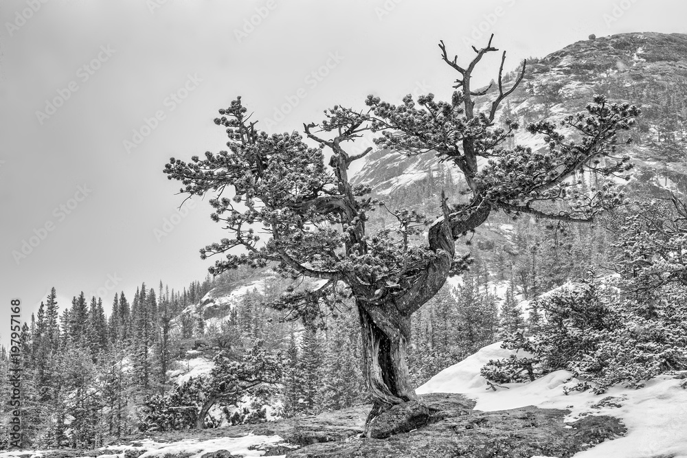 Twisted Tree, snowstorm, Rocky Mountain National Park, Colorado