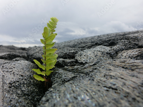 Tiny fern seedling sprouting from new black lava rock photo