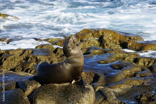 Dark colored sea lion sitting on the wet seashore rocks in a bright sunny morning