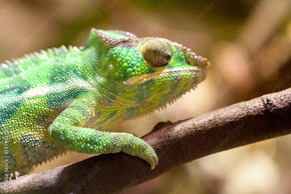 Obraz premium a panther chameleon climbs on a tree