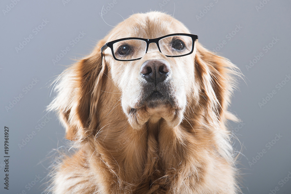 Golden Retriever Dog Wearing Glasses