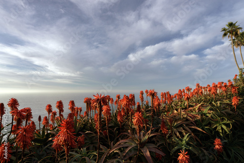 Red Aloe Plants1