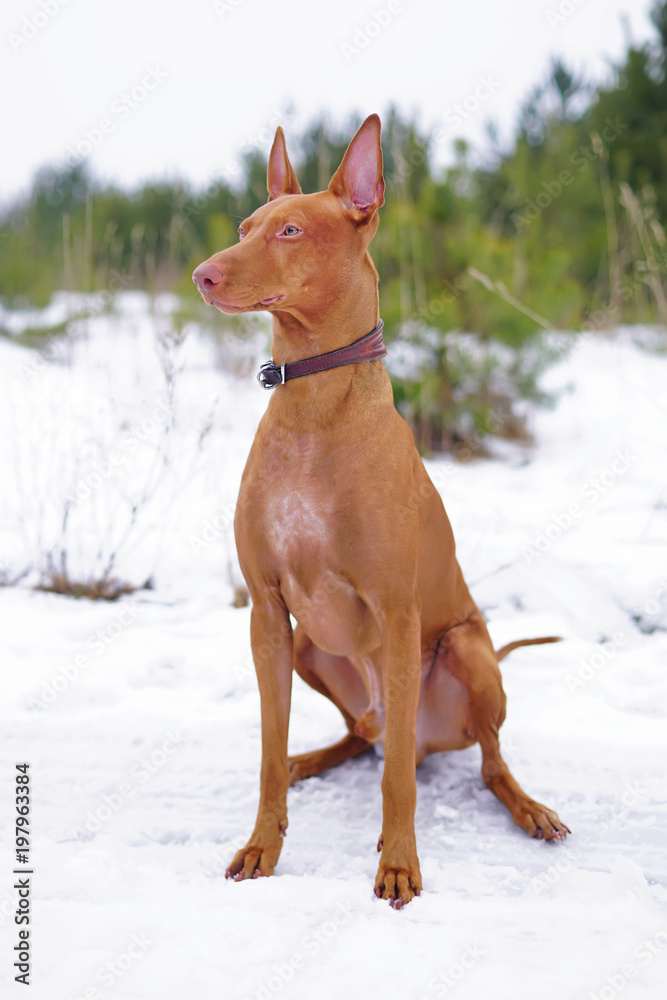 Adorable Pharaoh hound with a leather collar sitting outdoors on a snow in winter Adorable Pharaoh hound with a leather collar sitting outdoors on a snow in winter