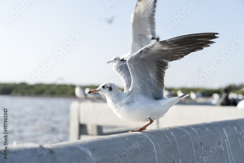 Seagull preparing to launch into the air