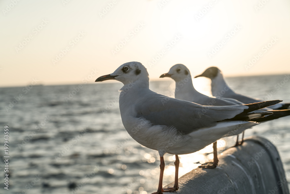 Three seagulls standing and facing in the same direction Three seagulls standing and facing in the same direction