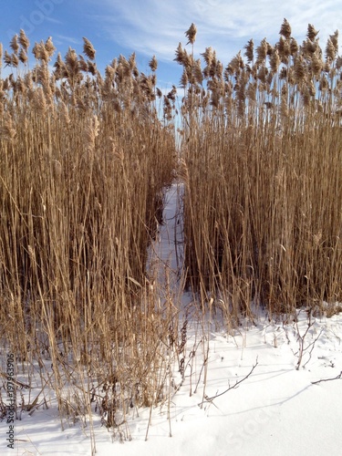 snow covered path through the tall grasses 